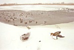 Angel - under a 15 Foot Snow Drift - Power Wings in ACTION !!!